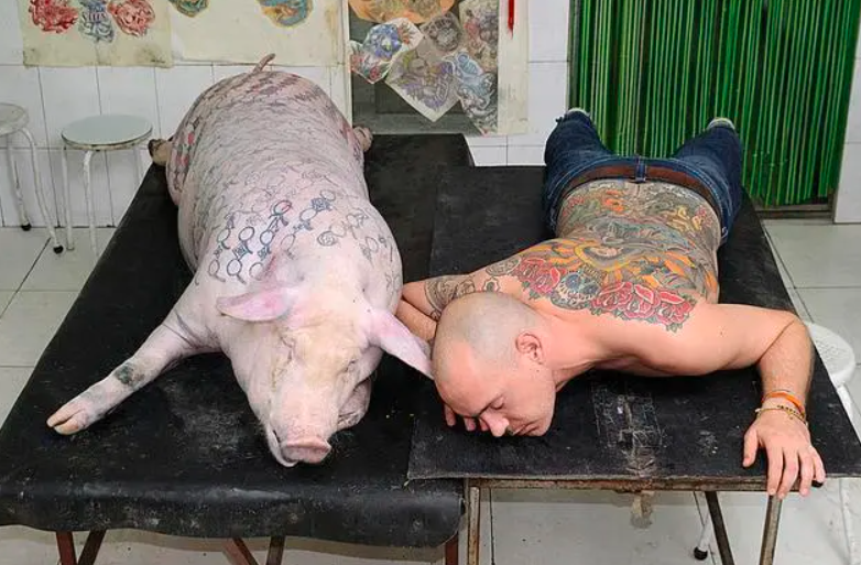 1997年，男子给活猪纹身，还把猪皮卖给了香奈儿，一张猪皮赚51万
