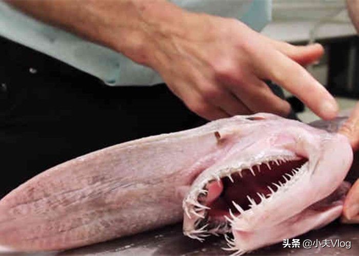 哥布林鲨鱼图片（世界上长得最丑的生物之一哥布林鲨）