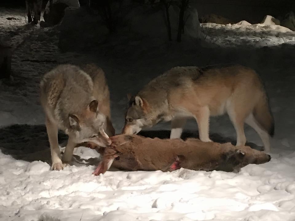 为什么狼喜欢杀死同类？狼行为学专家潜入狼群13年，揭开狼群秘密
