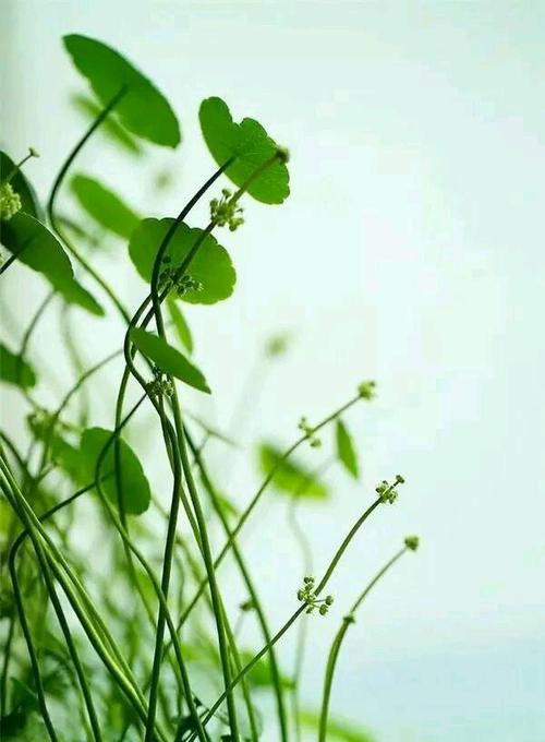 得失辩证法！高考作文参考范文《超越得失，通达人生》