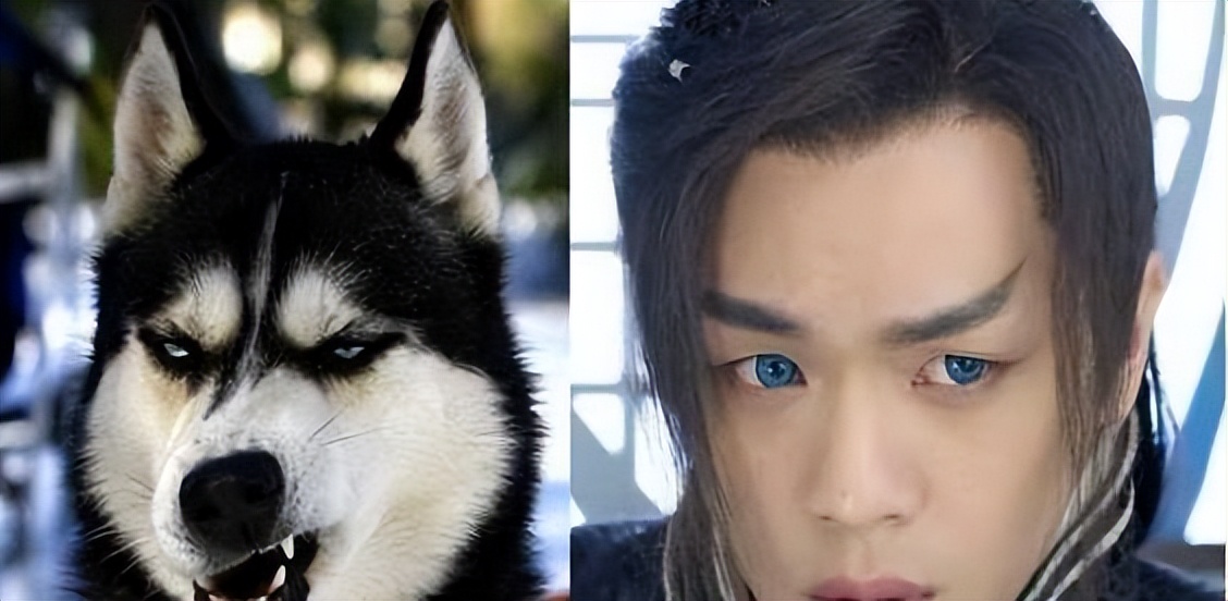 盘点跟狗“撞脸”的明星，网友：刘昊然跟柴犬，简直一模一样