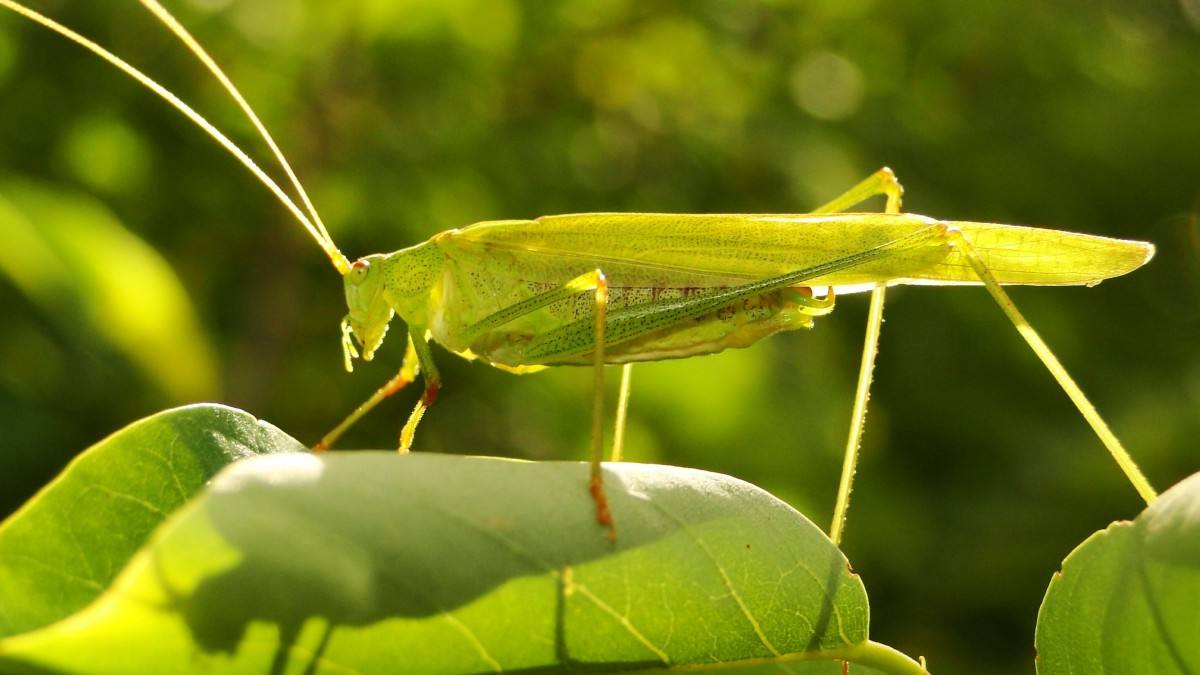 蝗虫危害甚重,20万只粉红椋鸟到达新疆后,灭蝗大战正式开始