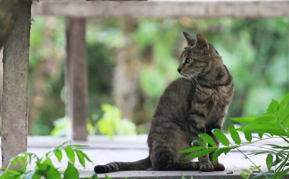 狸花猫有多强大？这几点，赛过宠物猫