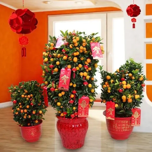 过年养什么花喜庆（什么花代表好运气）