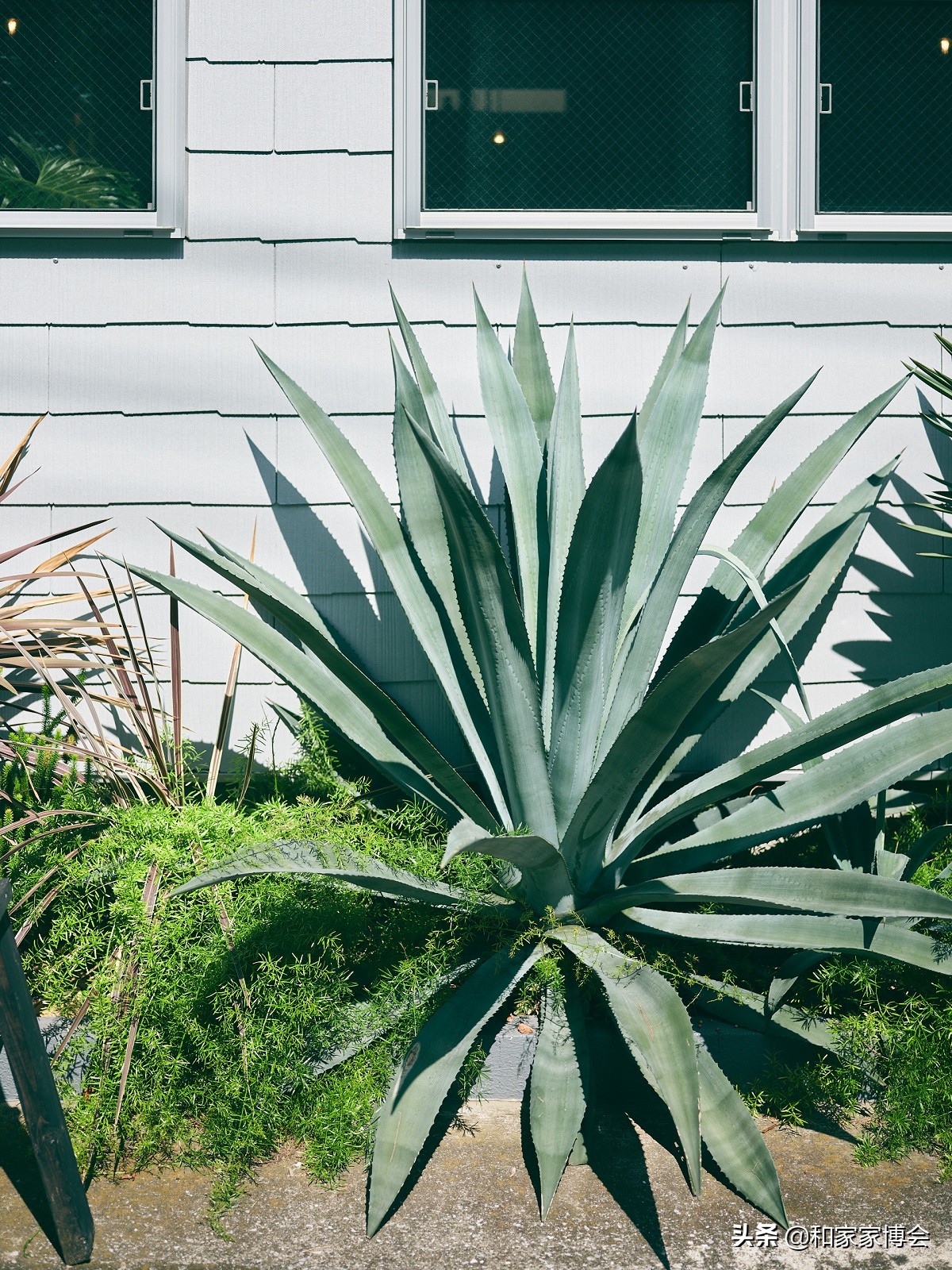 绿色植物助力“邻里关系”| 美式风格的老房翻新装修