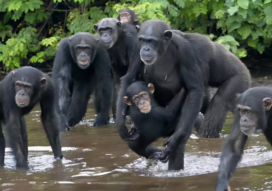 与世隔绝的黑猩猩群感染人类病毒,面目狰狞手脚瘫痪,但无法治疗_晶羽
