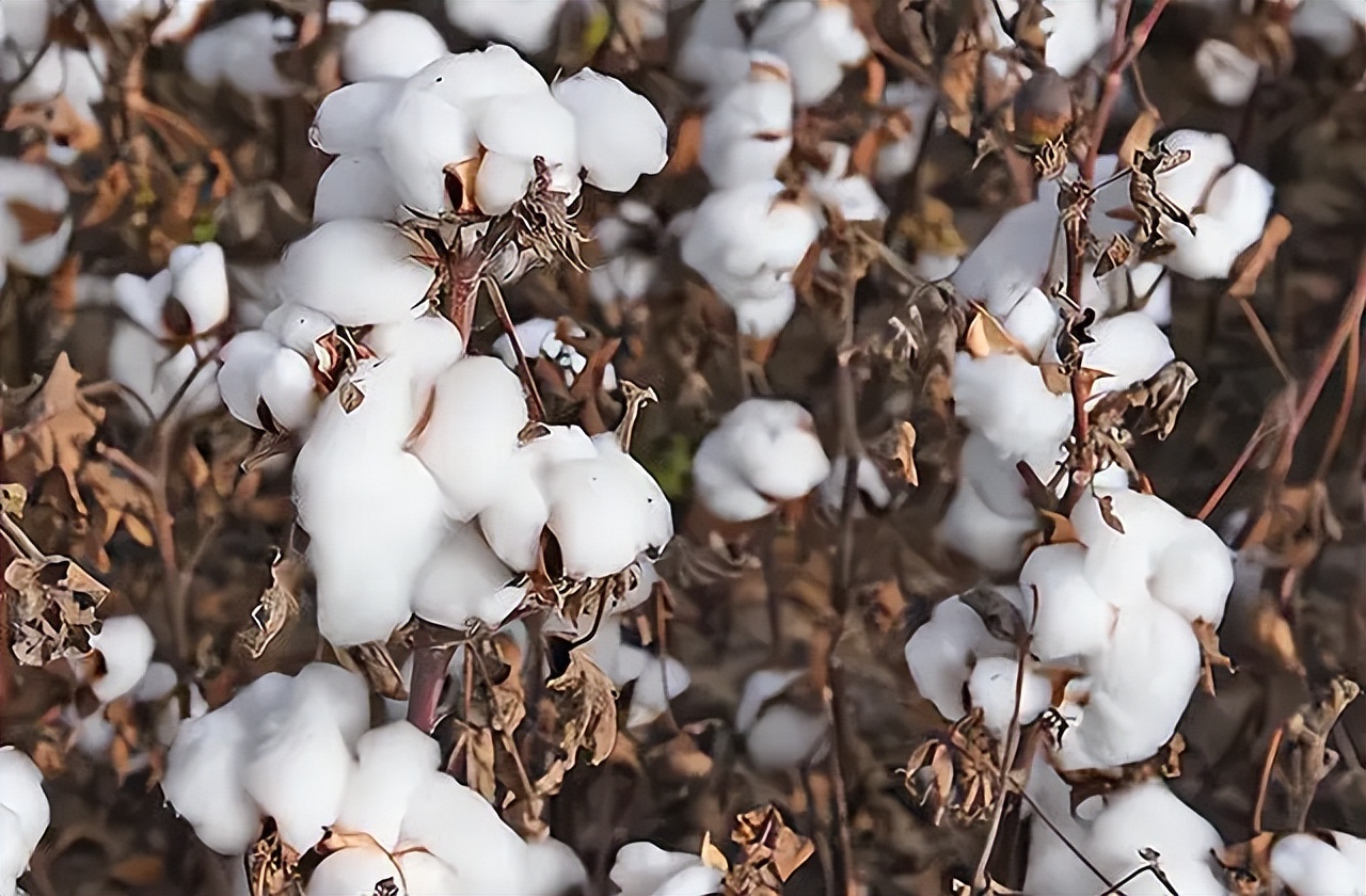 新疆包地多少钱一亩在新疆种棉花