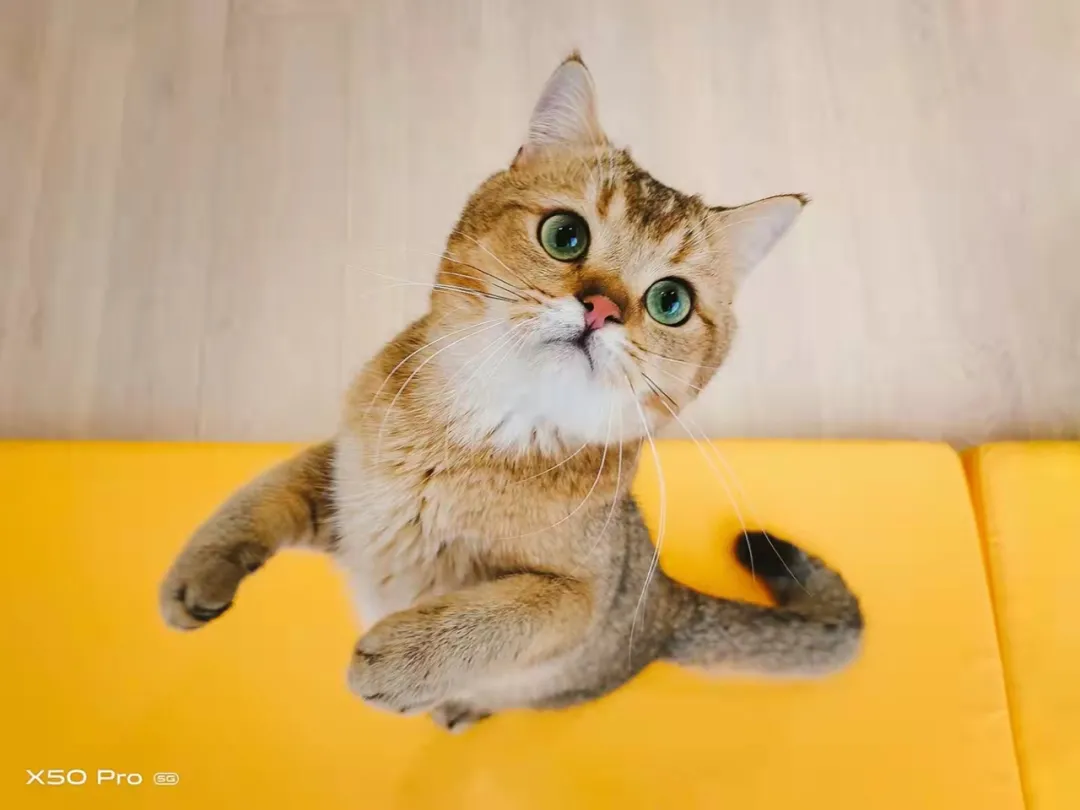 资本爱猫,不爱猫咖