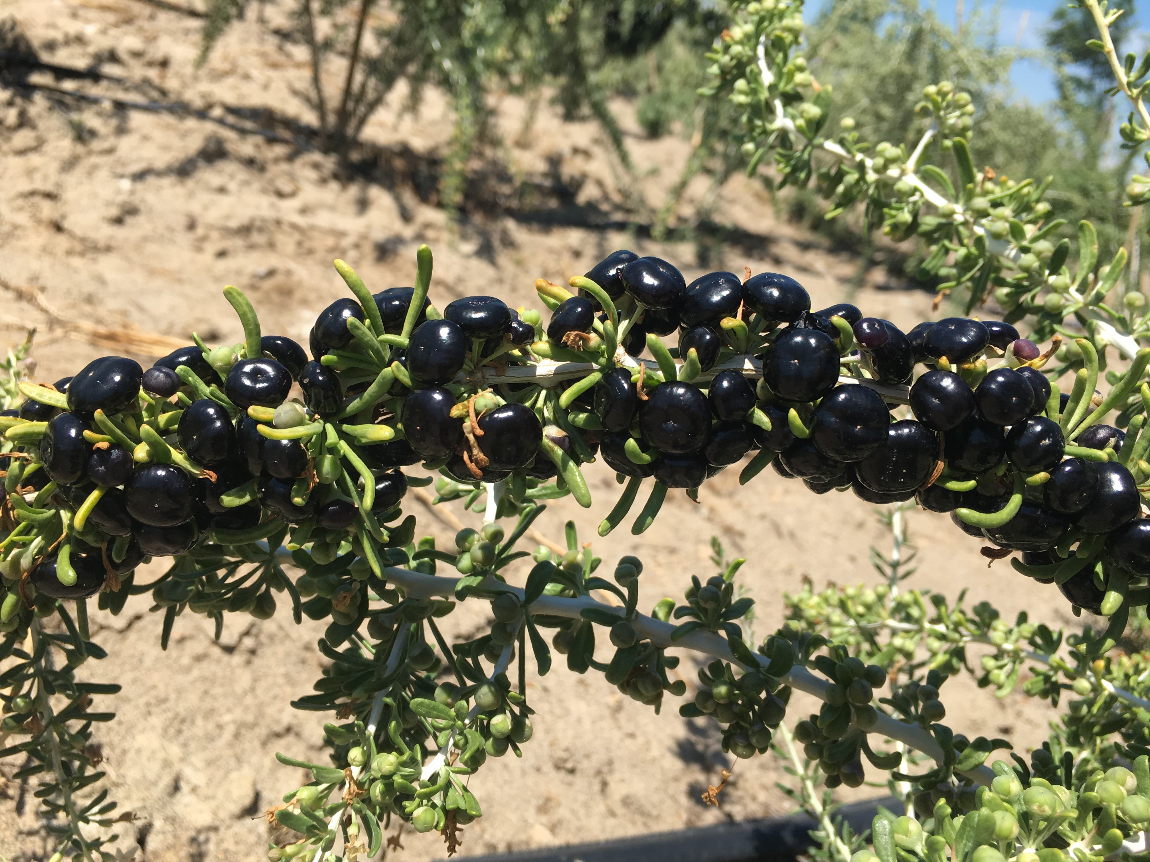1斤卖1000元的黑枸杞,农民高价购买种苗,种植成功后方知是骗局