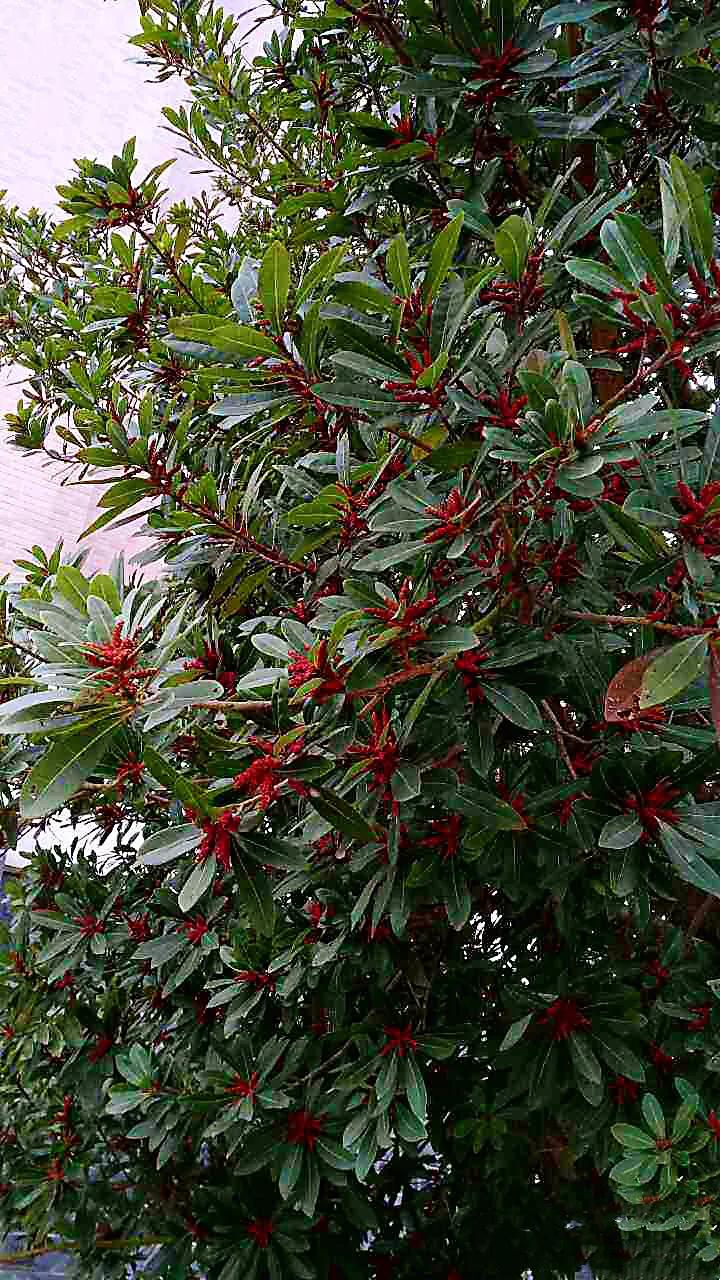 杨梅～树形圆整，红果累累，具有很高的食用、药用和观赏价值