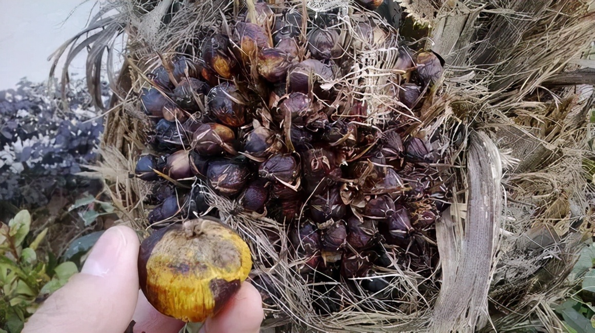 佩戴紫金鼠菩提的危害(紫金鼠菩提也有假货?千万别买错了)