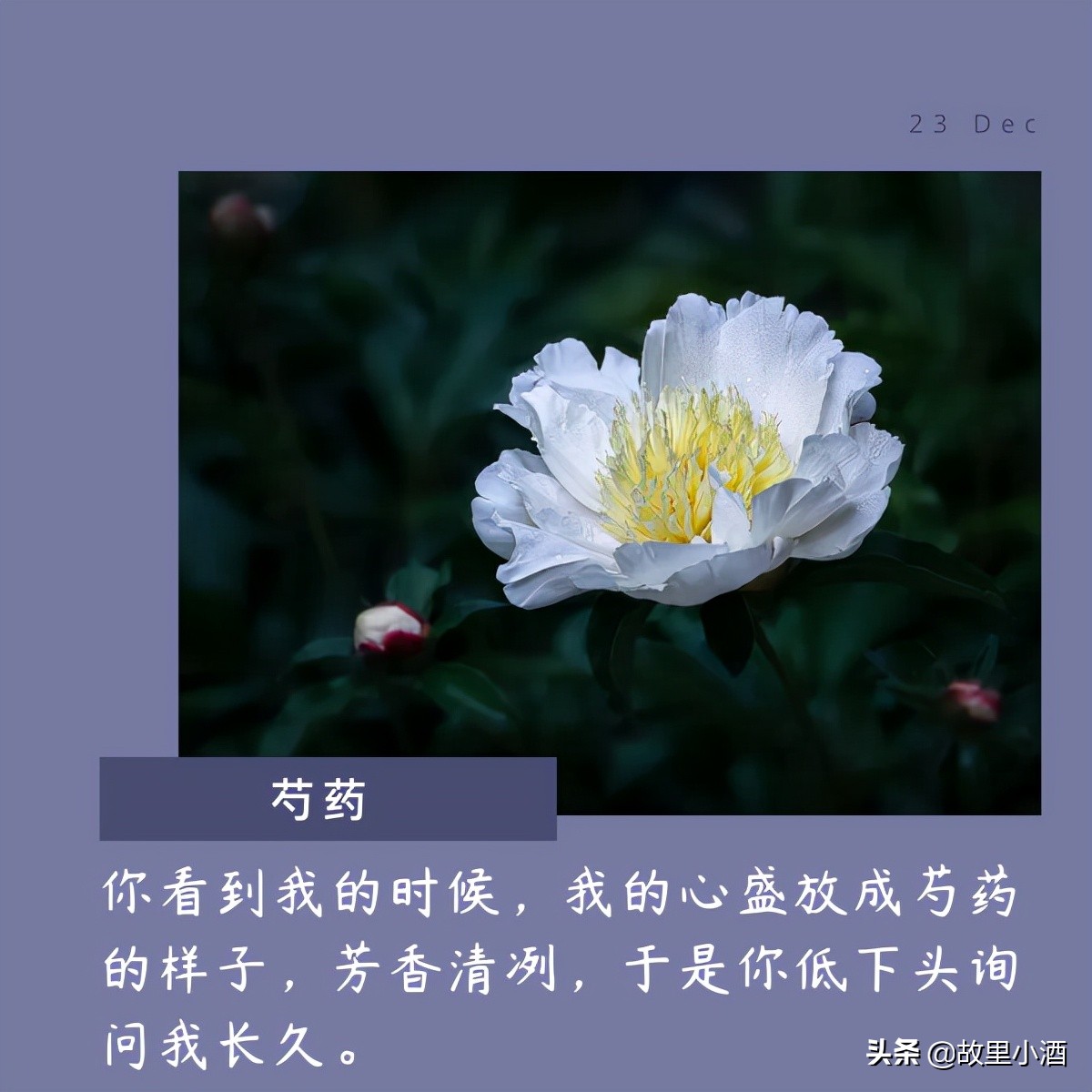 有关花的唯美句子：秋日薄暮，用菊花煮竹叶青，人和海棠俱醉