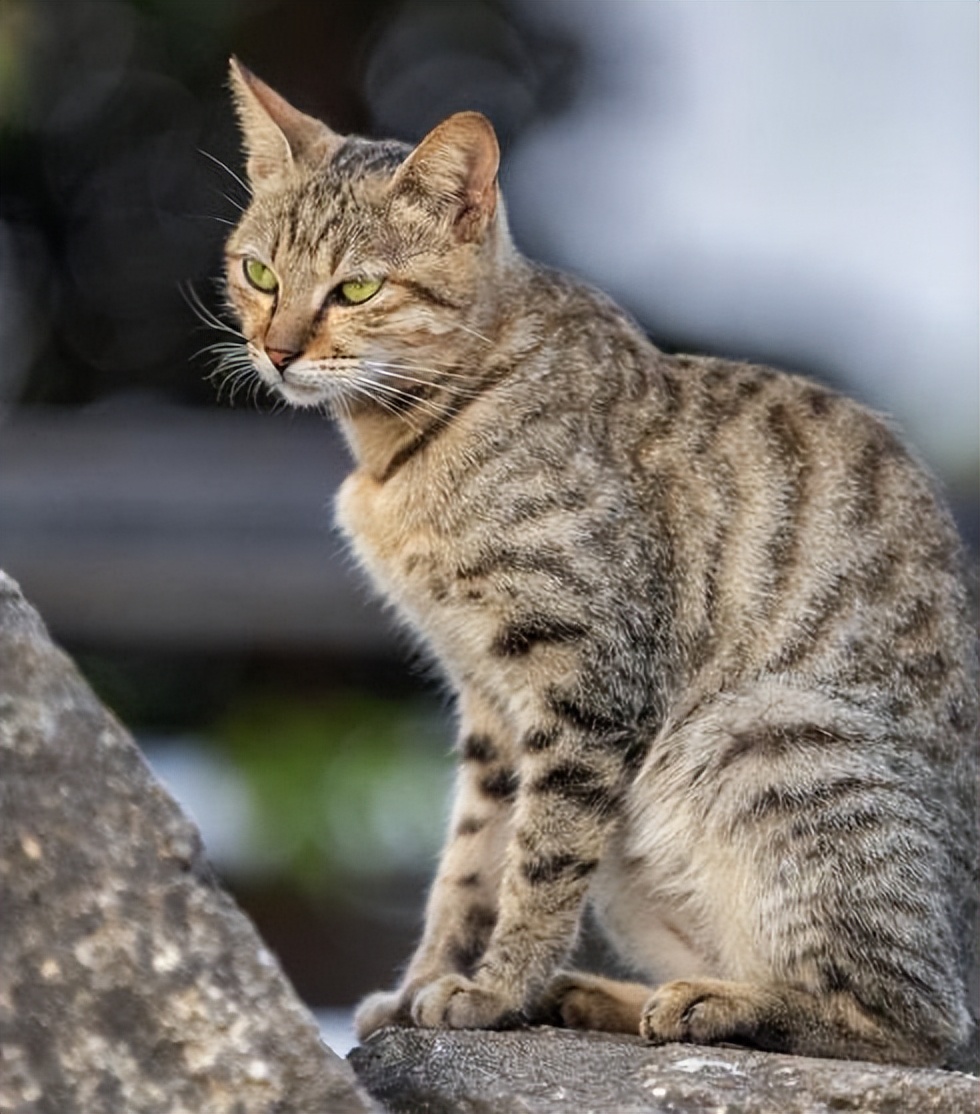 咱们本土的狸花猫到底有多强?