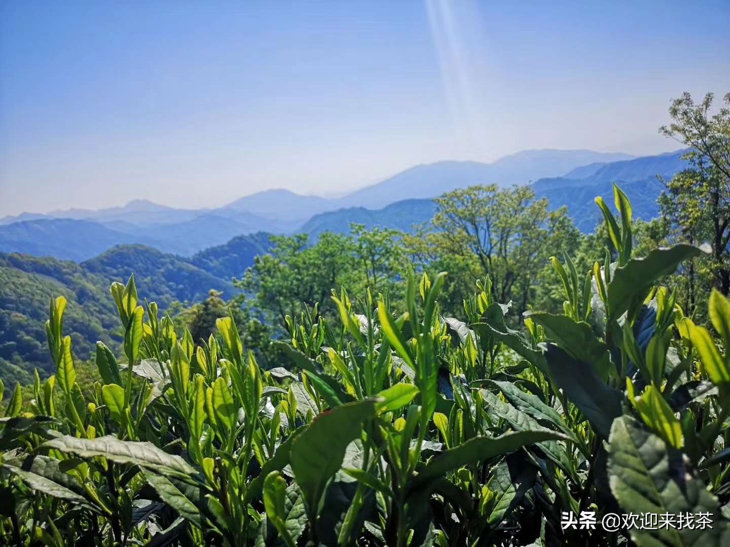安徽猴魁茶图片的介绍（安徽茶叶的天花板）