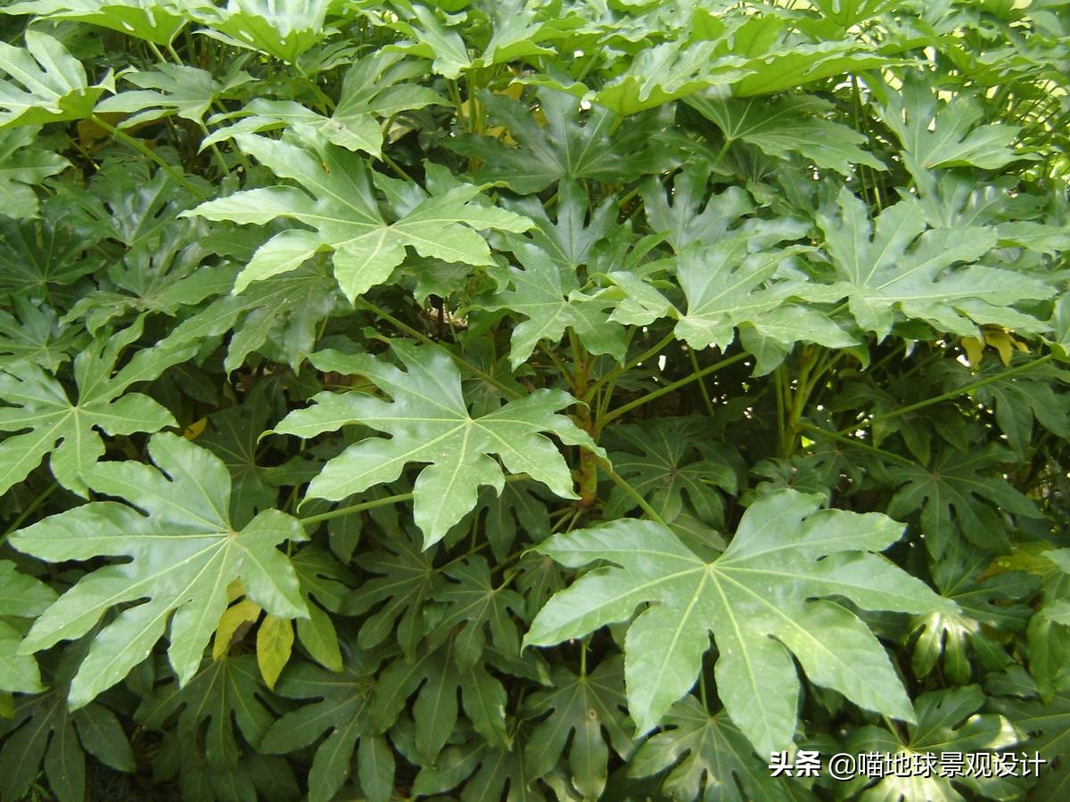 私家庭院景观设计：适合南京、合肥一带种植的常绿灌木