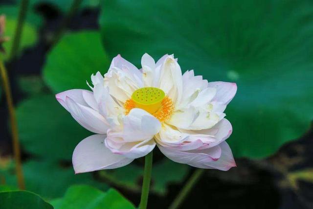 桃花的花语是什么（你几月出生就是哪种花陪着你）