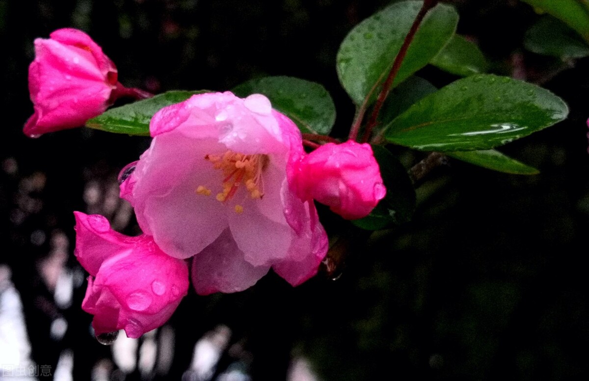 6首唯美经典的海棠花诗词：只恐夜深花睡去，故烧高烛照红妆