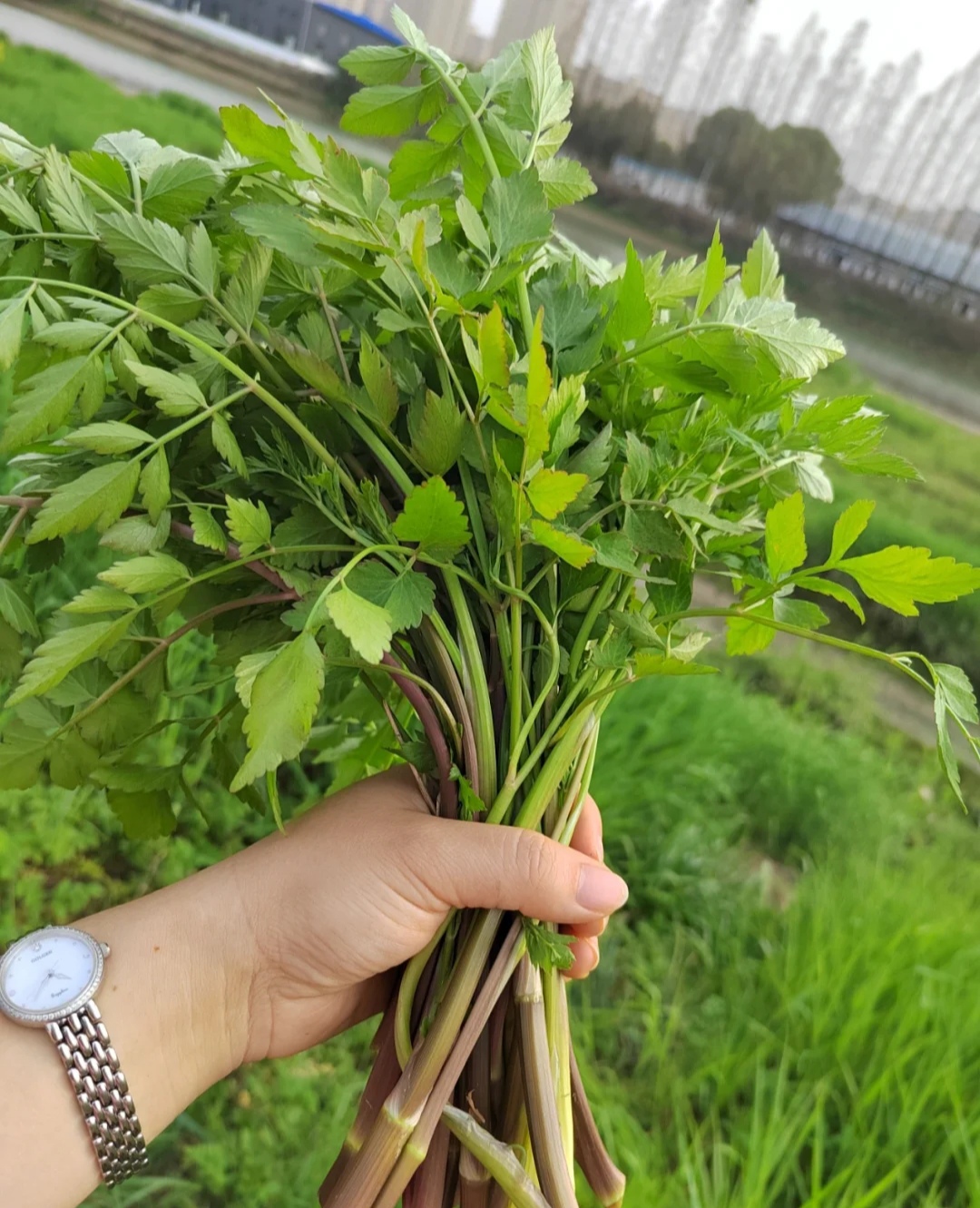 120种野菜介绍，图名并茂，快来认识一下！涨知识不吃亏