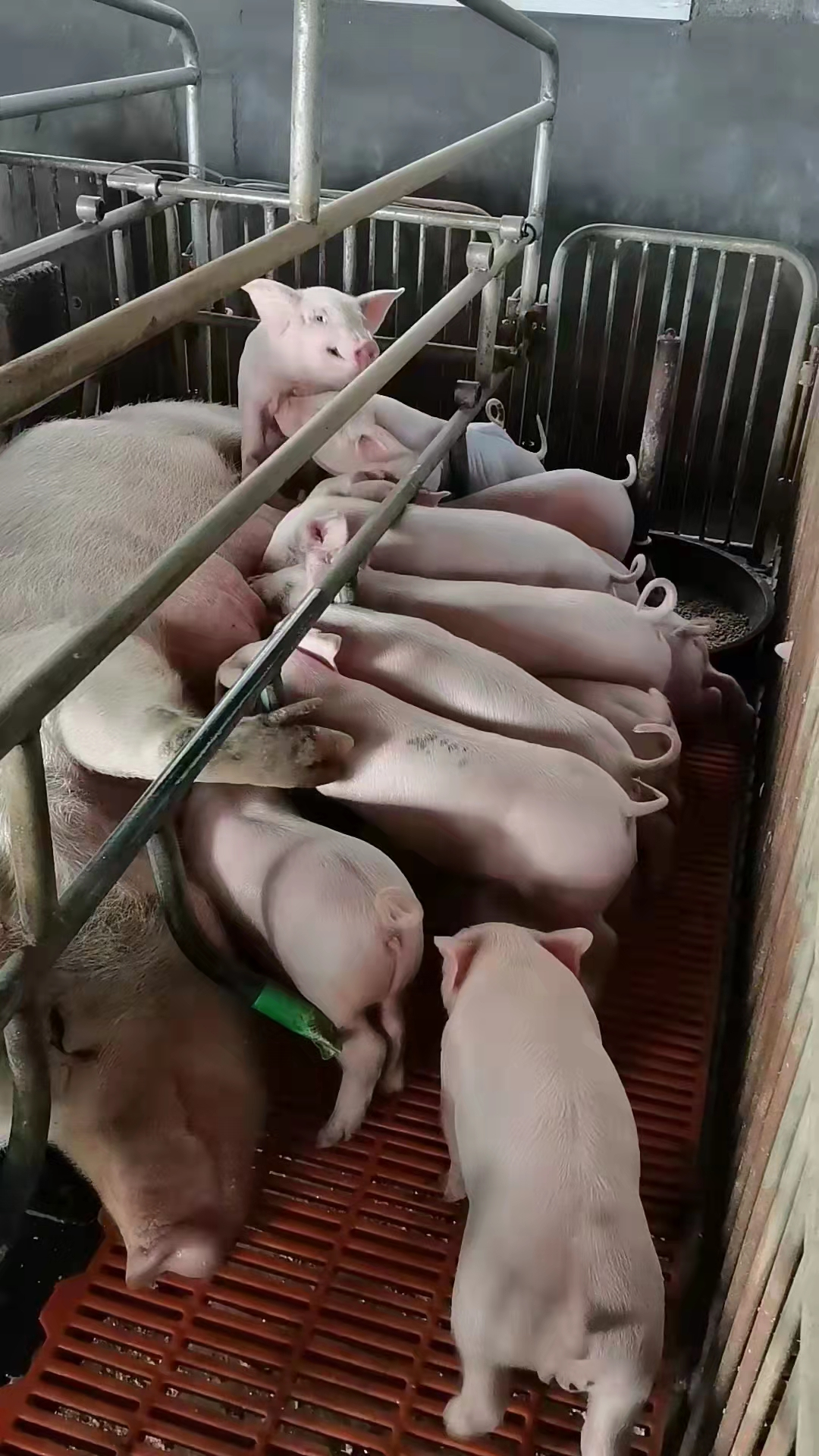 夏季蚊蝇不除，疾病不断，猪场如何更有效消灭蚊蝇？