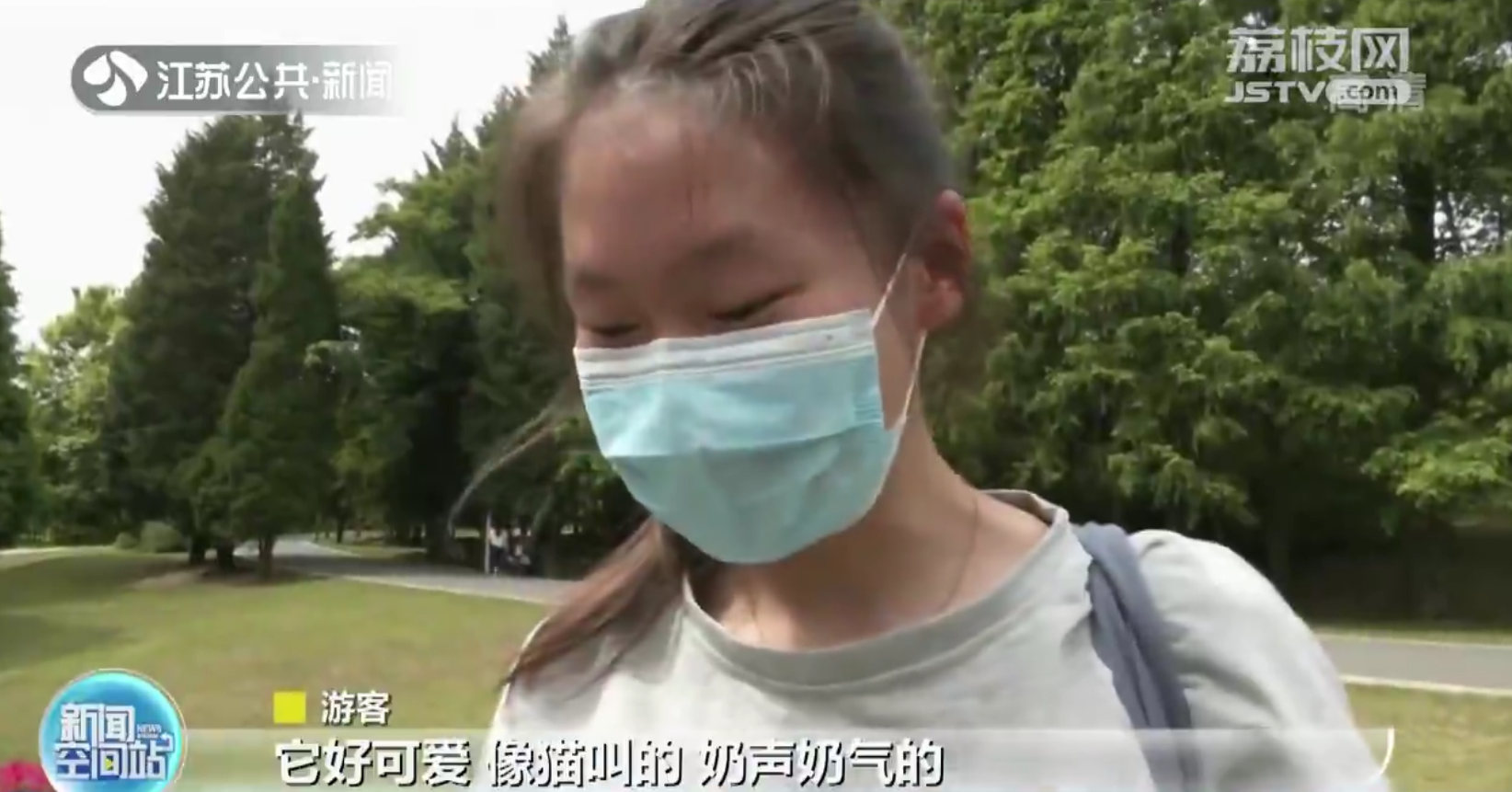 扬州：萌虎兄妹端午“出道”你给起个名？