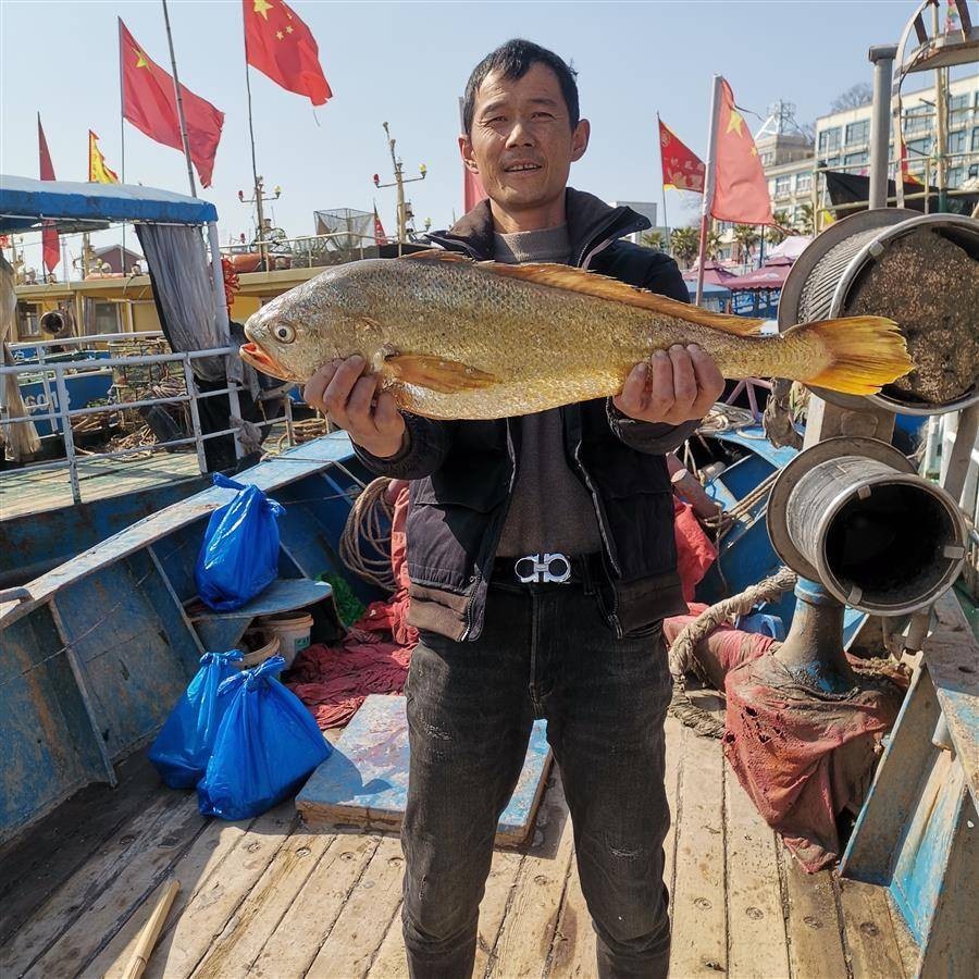 浙江渔民捕到一条7斤野生大黄鱼，卖出4.2万！大黄鱼到底贵在哪？