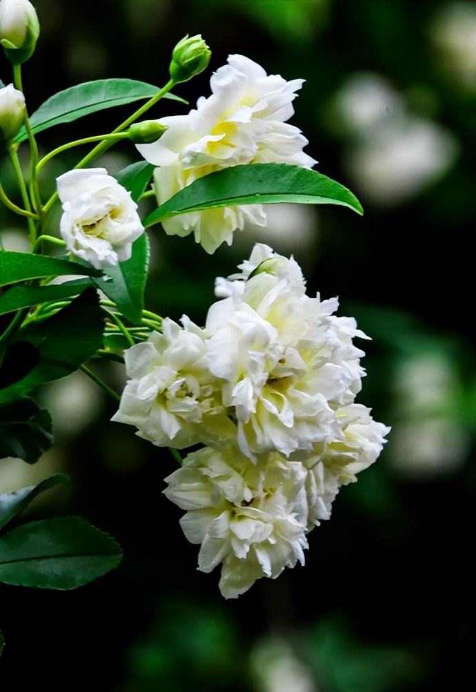 木香花开 繁花如瀑，古诗词里的木香花，花开似海，香气迷人