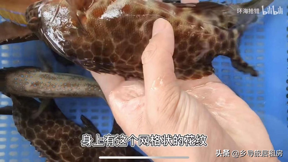 石斑魚圖片,石斑魚圖片大全 圖片高清