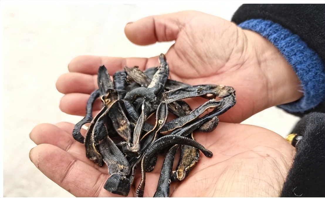 改善糖尿病微血管病变,减少尿蛋白保护肾功能,推荐3个中成药