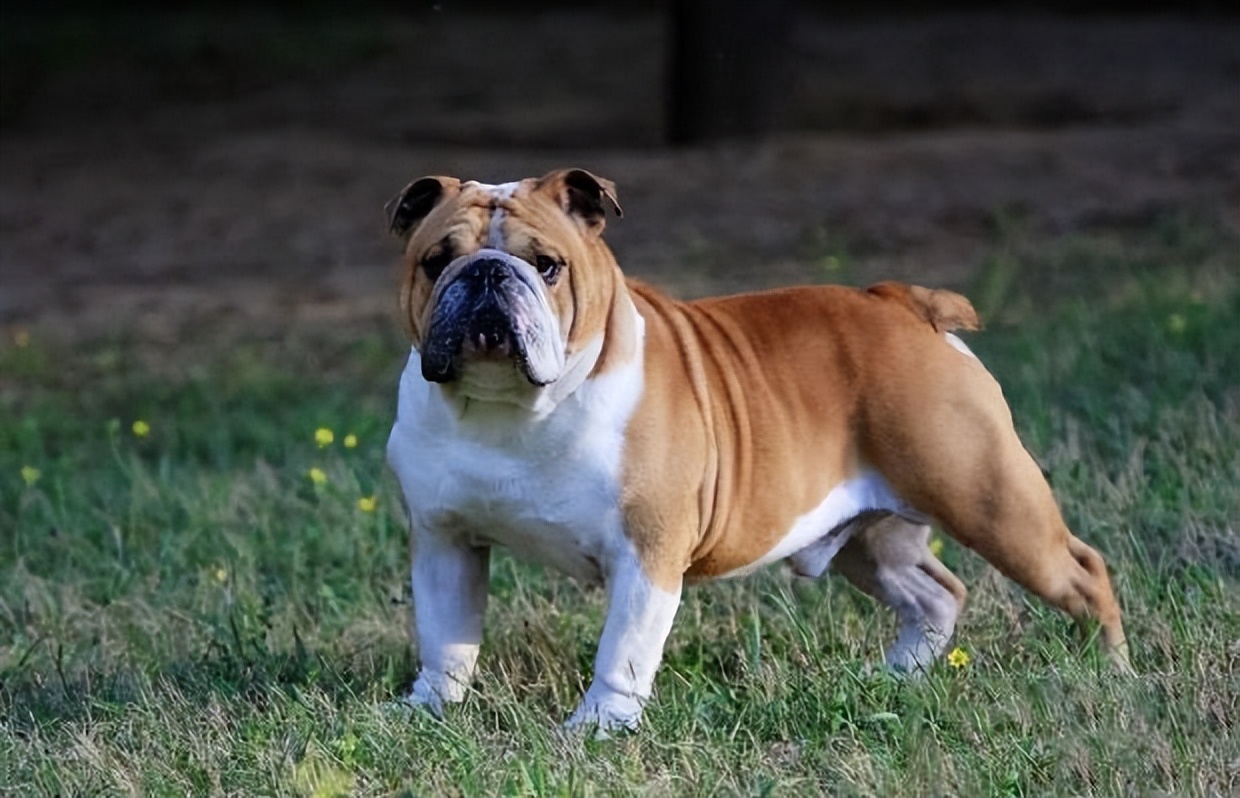 原来"英国斗牛犬"的优点那么多,真是实锤的"丑萌主"