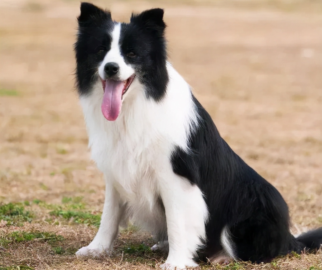 边牧专用狗粮排行榜：高蛋白低敏优质犬粮推荐