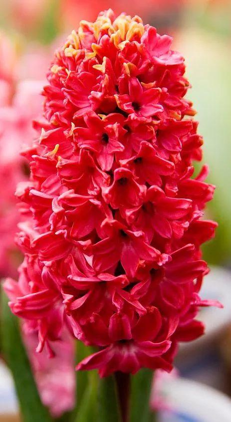 风信子——花开有时(13)