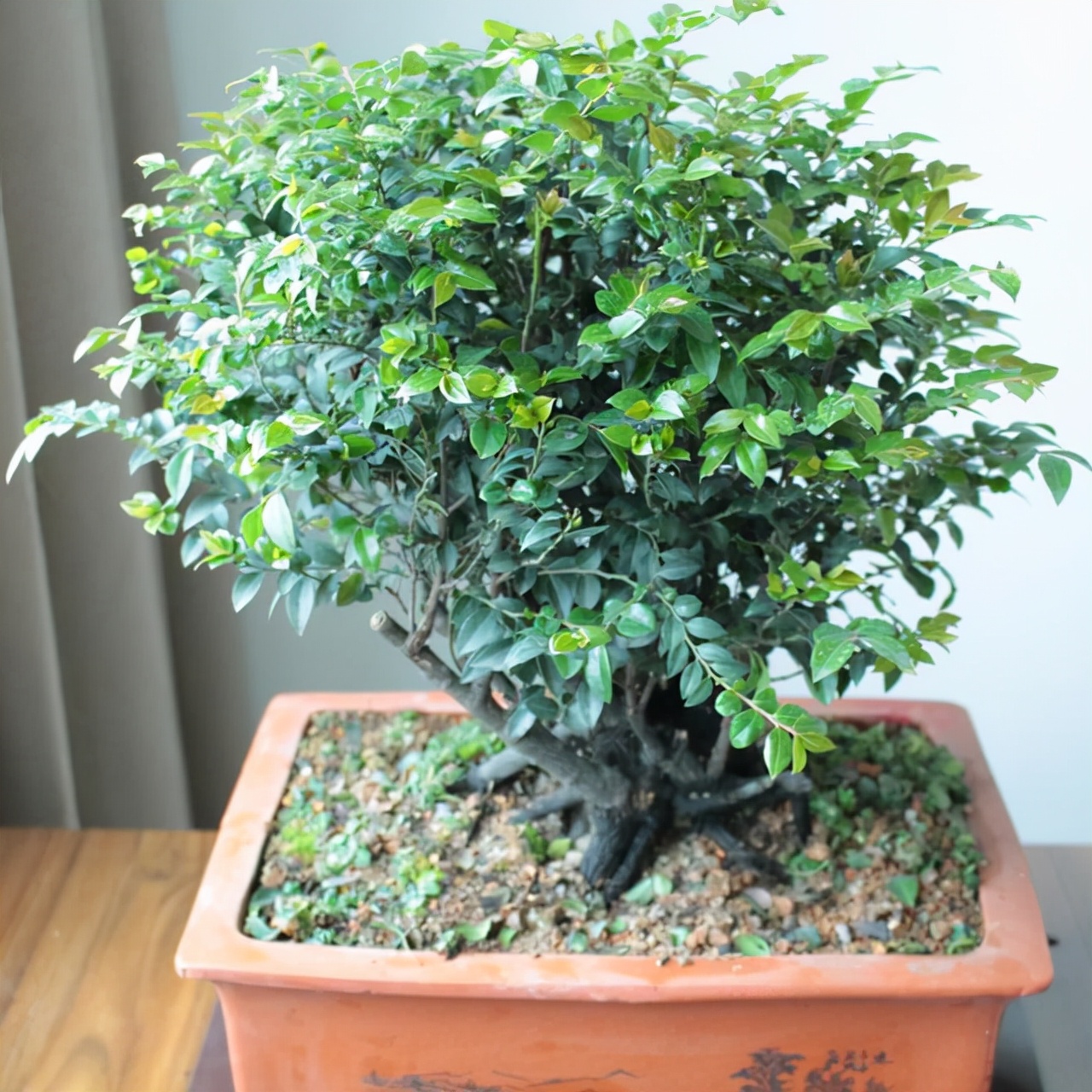 小叶紫檀盆景好养易活,不怕干不怕冻,寓意不错,适合居家养护