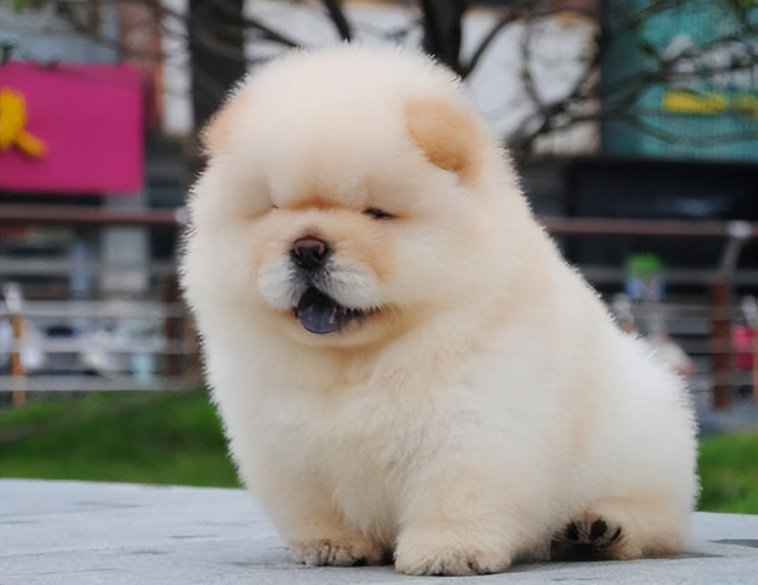 为何大家都不太敢养"松狮犬"?网友:养过一次就怕了