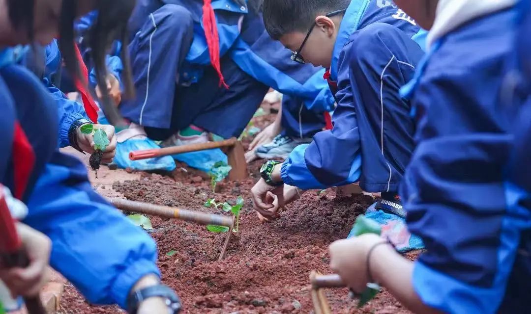 “五育并举”热搜！劳动这堂课，长水学生一直在实践