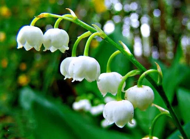 铃兰花～花开洁白清香,形似一串串风铃,是一种优良的盆栽植物