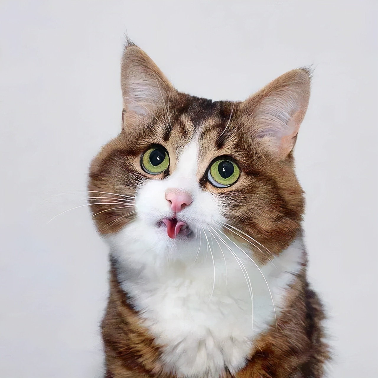 猫咪便秘的原因有哪些？如何在家里帮猫咪缓解便秘