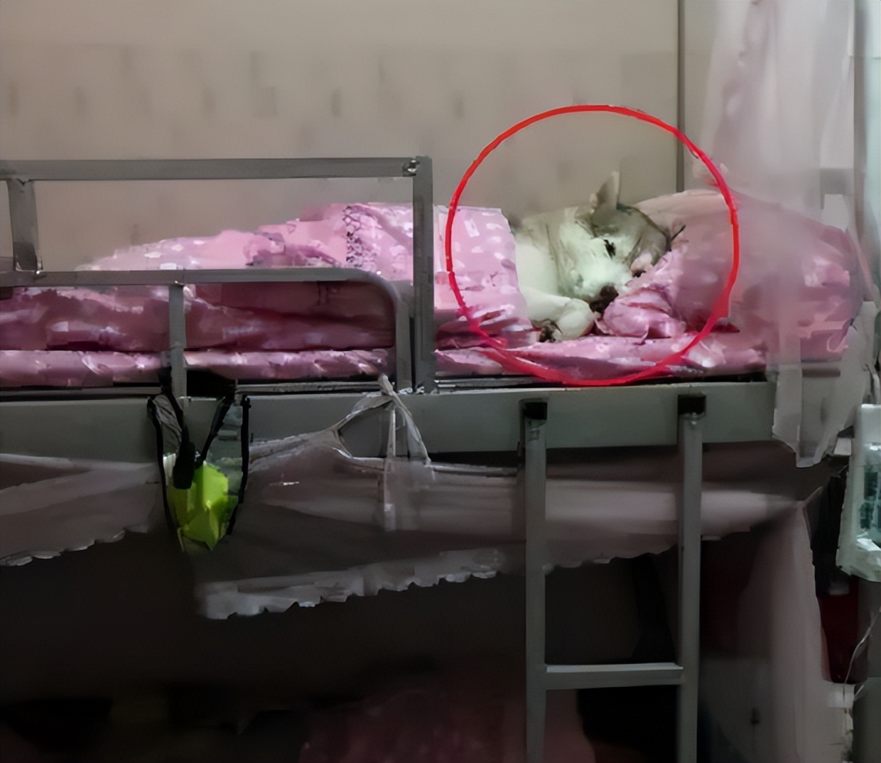 养猫养狗不算啥，大学生寝室“奇葩”违禁品，真是令人大开眼界