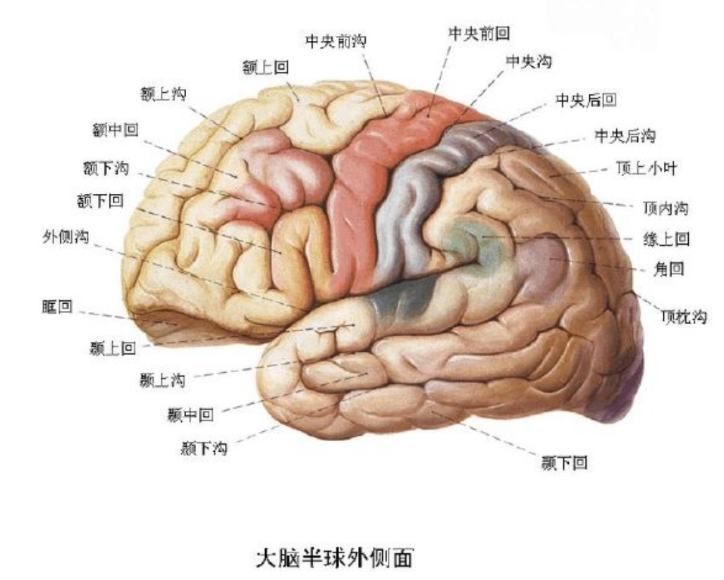 恐龙称霸地球前，地球的统治者有谁？科学家给出答案