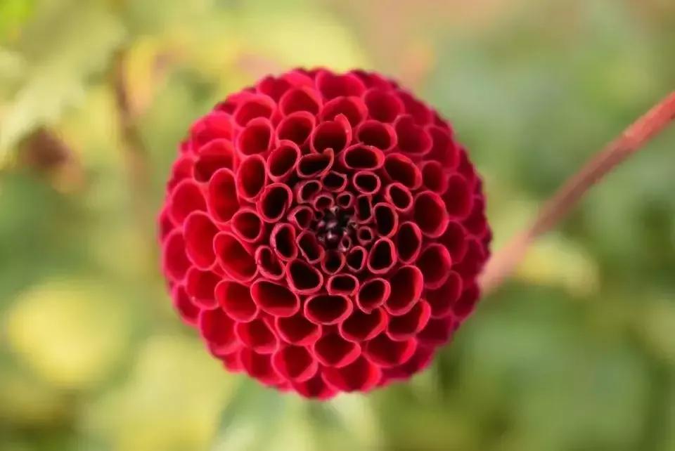 花朵美图｜温柔甜美的初吻、大丽花、耧斗菜花朵合集160张