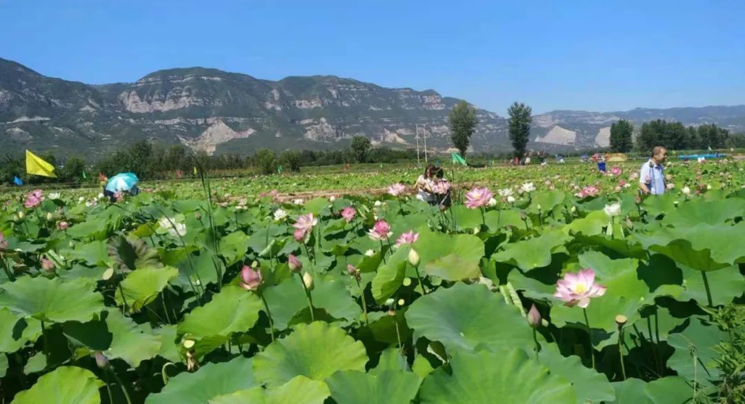 荡漾起满池的温柔~~西山这些地方已被荷花宠坏了！