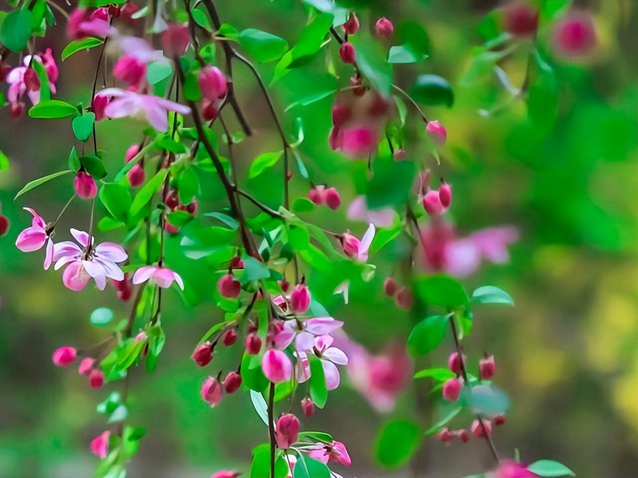 孟郊：世人只知我登科后春风得意，却不懂多次落榜后的万念俱灰