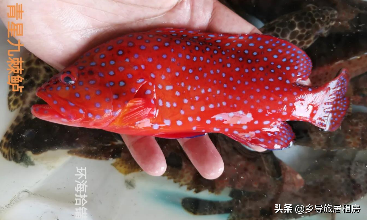 石斑魚圖片,石斑魚圖片大全 圖片高清