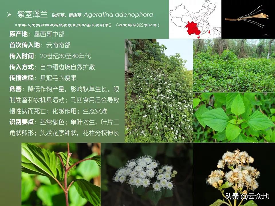 飞机草的图片与功效(紫茎泽兰别名飞机草) - 赤虎壹号