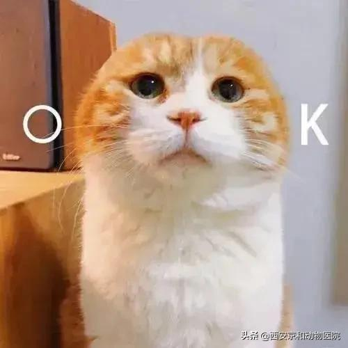 猫咪到底该不该绝育？