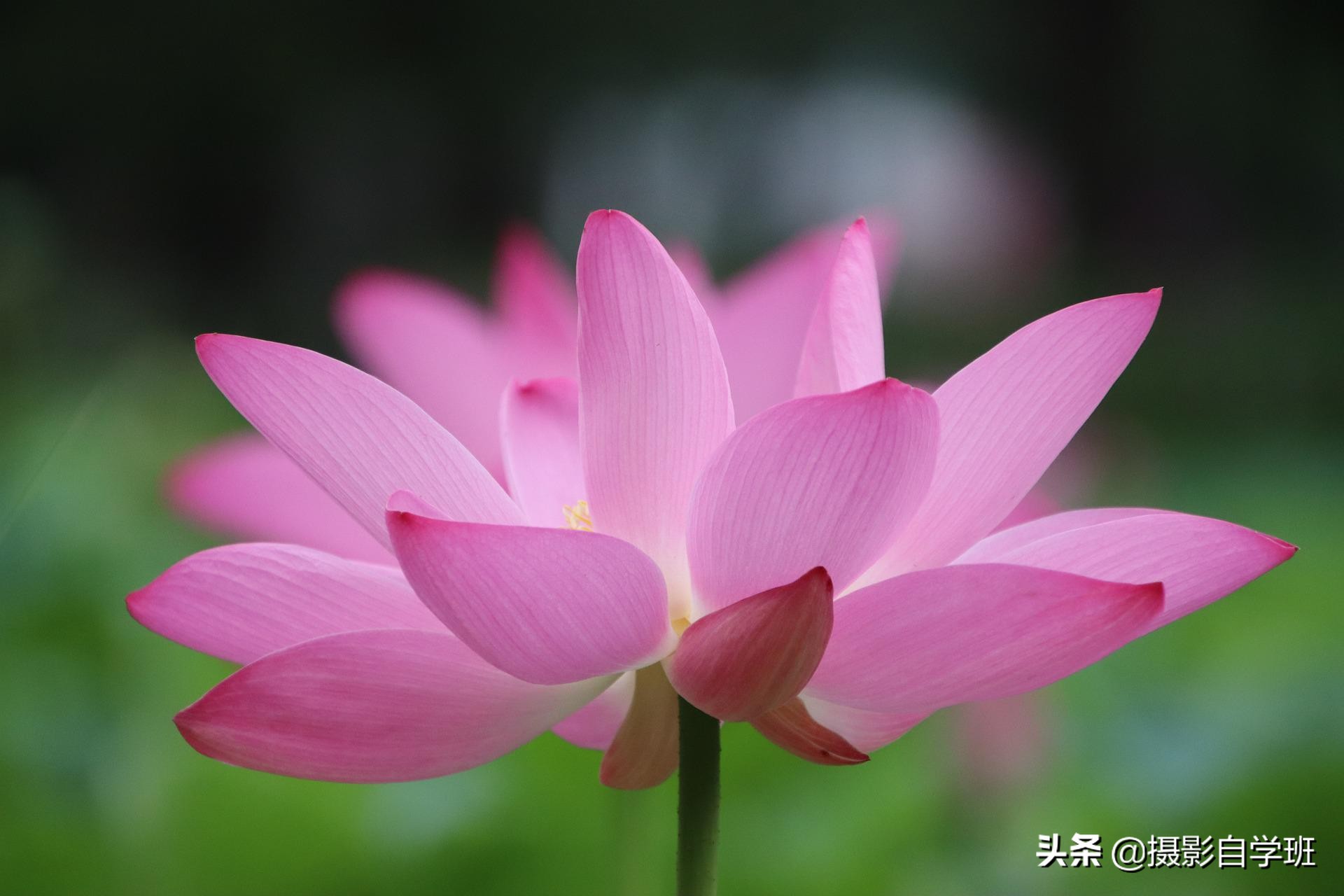 荷花攝影10個構(gòu)圖技巧，拍荷花用對構(gòu)圖，事半功倍