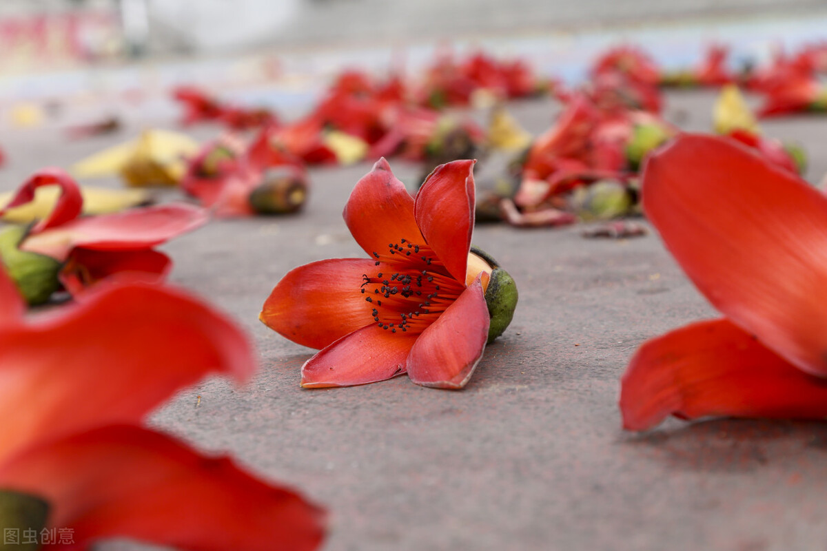 木棉花为什么叫英雄花（揭秘其中的根本原因）