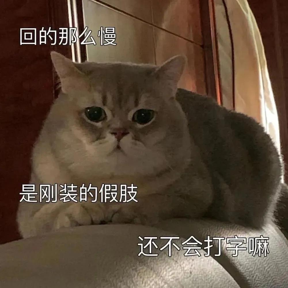 搞对象用的可爱猫咪表情包 谁又会在乎我的感受呢