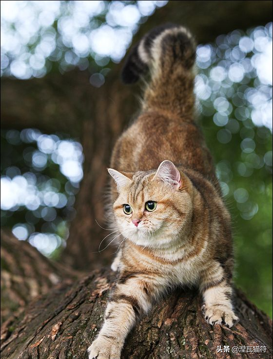 英国短毛猫丨金渐层（黑金）