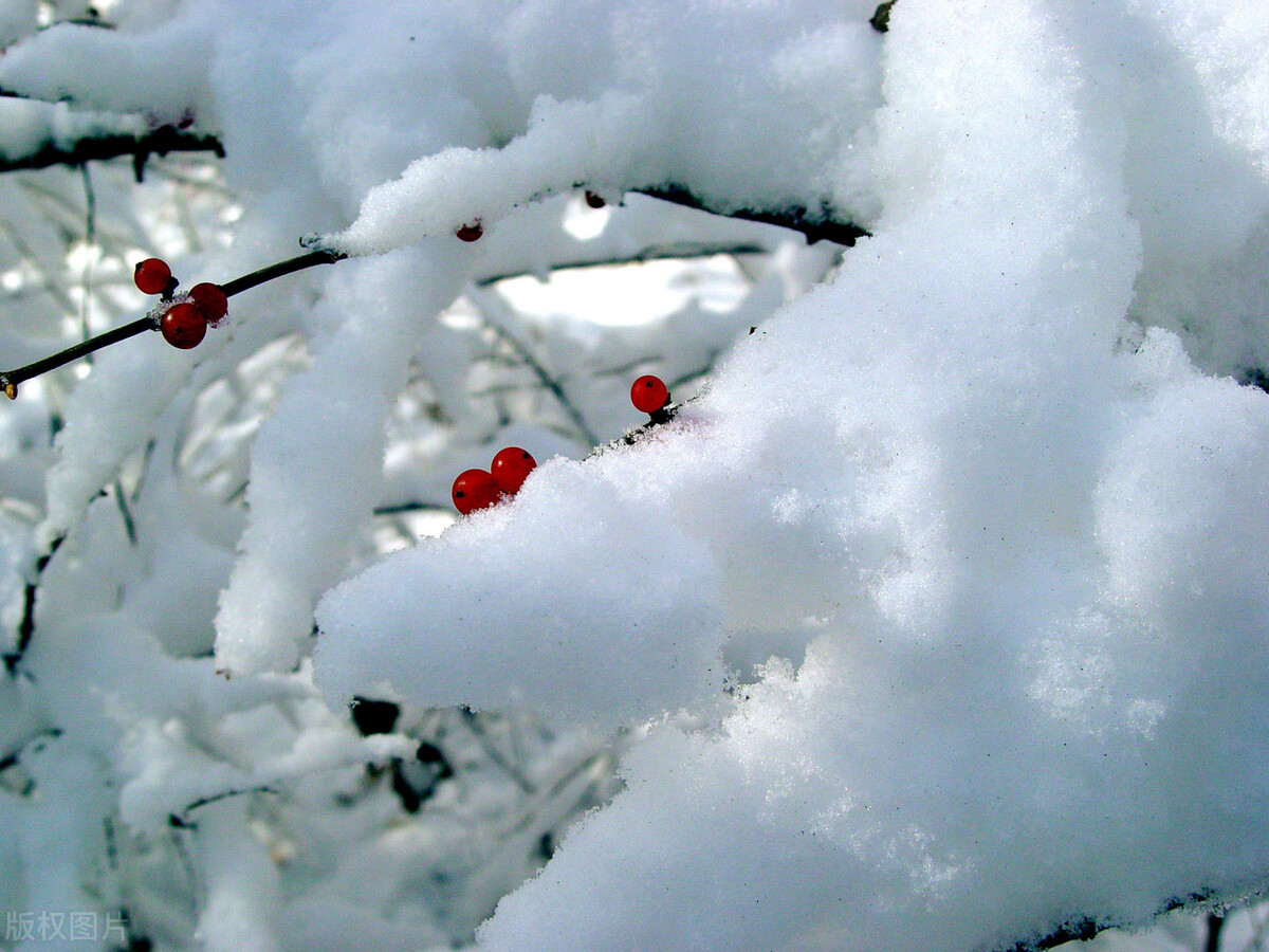 天气预报：河南多地下起“长粒”大雪，天上粮仓漏了，看农谚咋说