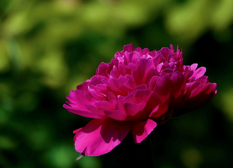 「诗词鉴赏」芍药不嫌春欲老，十二首芍药的诗词，好似牡丹倾国色